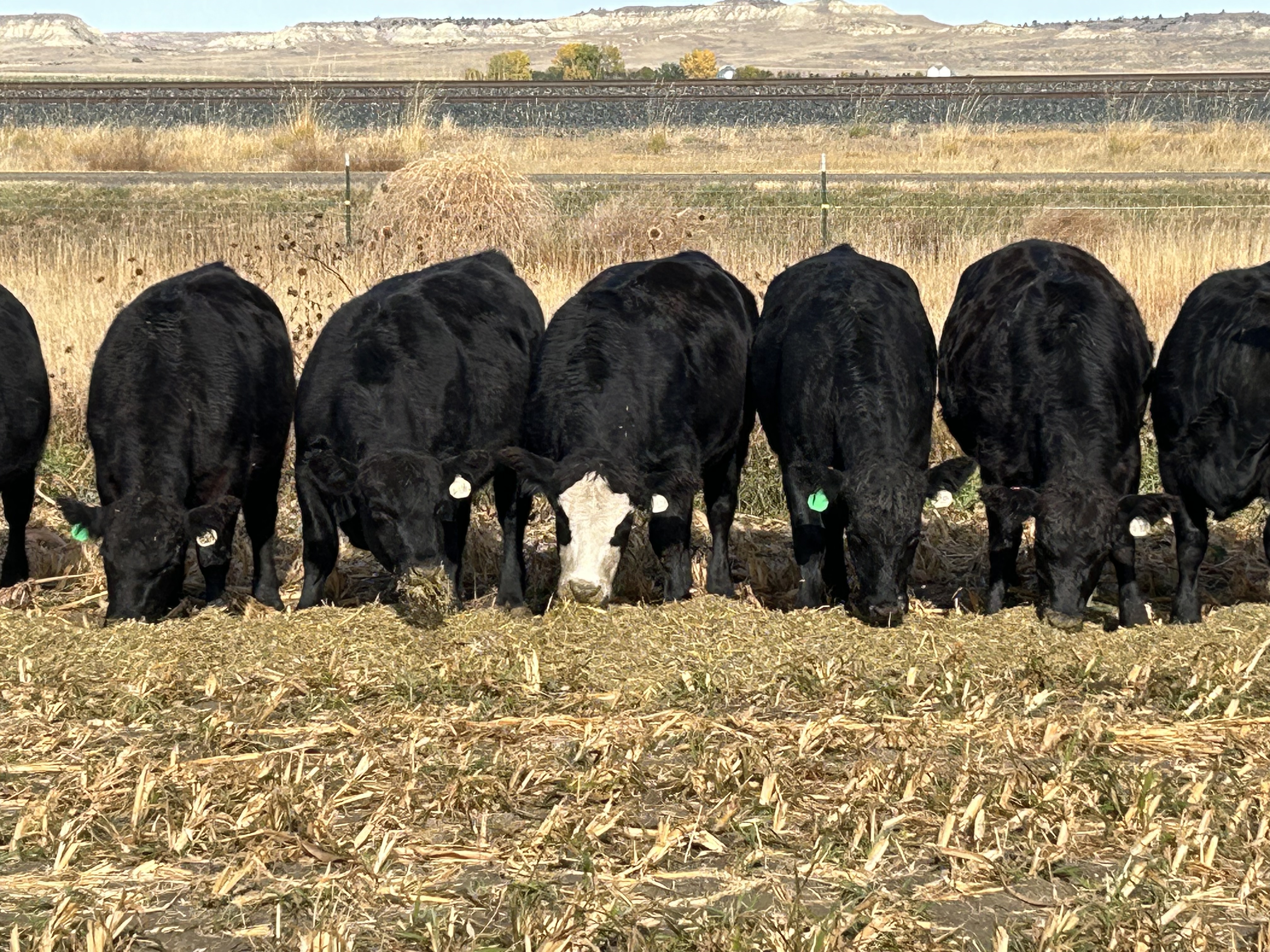 72 Bred Heifers - 50 AI Bred, 22 Bull Bred - March 1st calving date